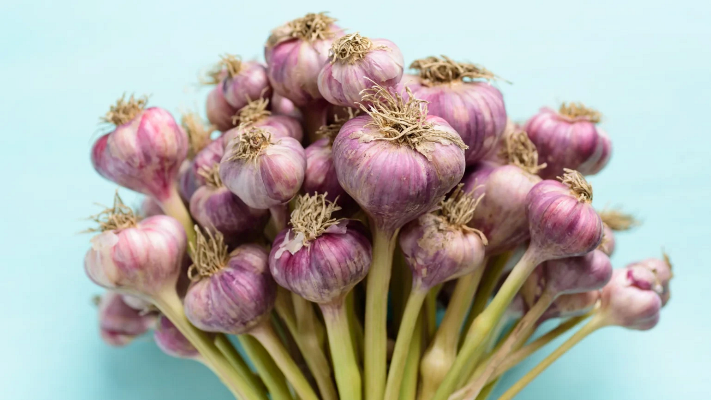 Экстракт чеснока в составе ополаскивателя для полоскания рта может быть безопасной альтернативой хлоргексидину