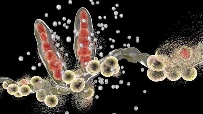 Нанороботы быстро и эффективно борются с грибковыми инфекциями полости рта