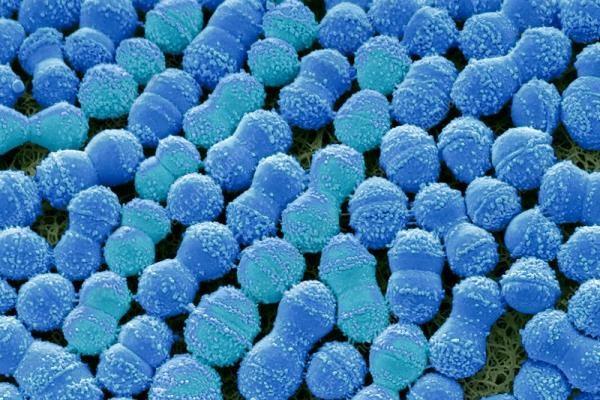 Бактерии S. mutans вырабатывают антибактериальные вещества, подавляющие рост полезных бактерий в ротовой полости