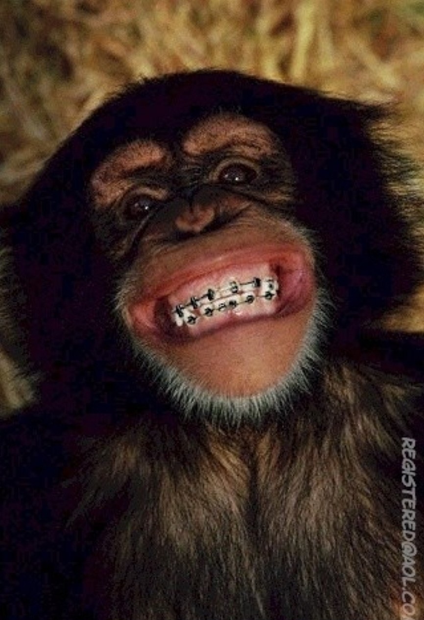 Реакция улыбающихся тварей. Зубы обезьяны. Обезьяна улыбается. Зубы шимпанзе. Улыбка обезьяны.