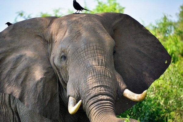 В Индии провели чистку каналов в бивне 50-летнего слона