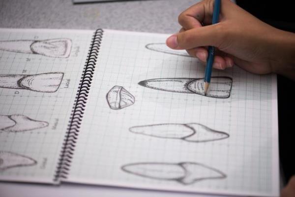 Уроки рисования в университете Айовы помогают студентам лучше понять анатомию зубов