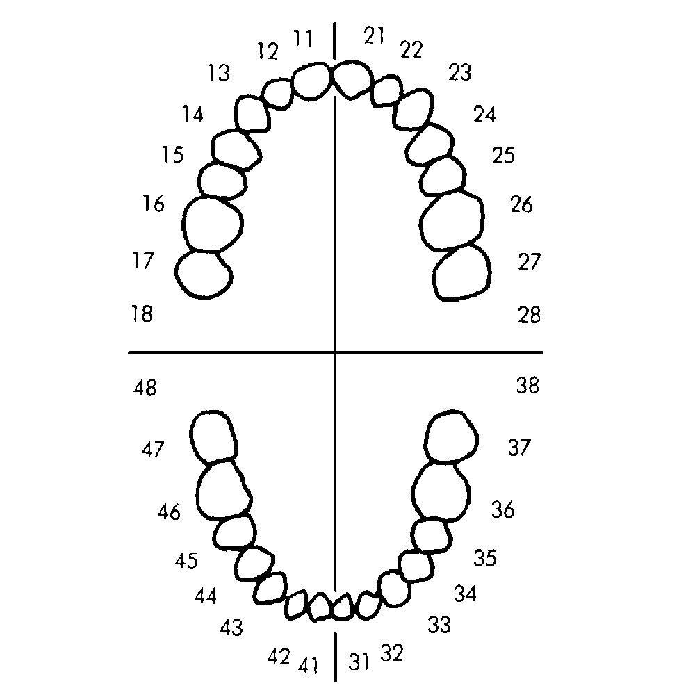 Схема зубов по номерам