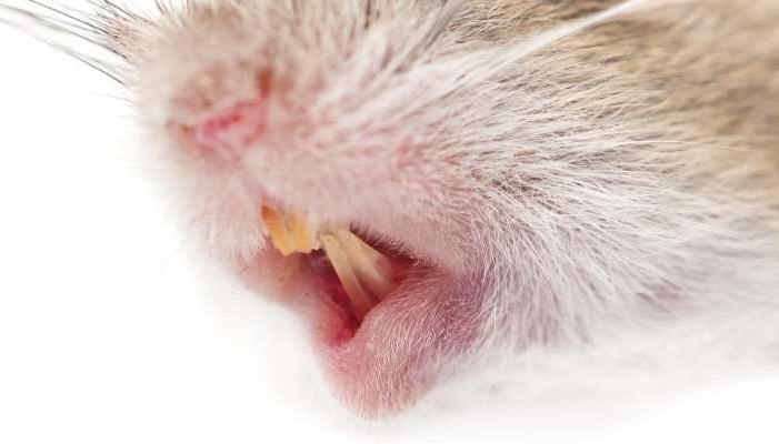Исследование на мышах доказало, что диабет влияет на твердость зубов