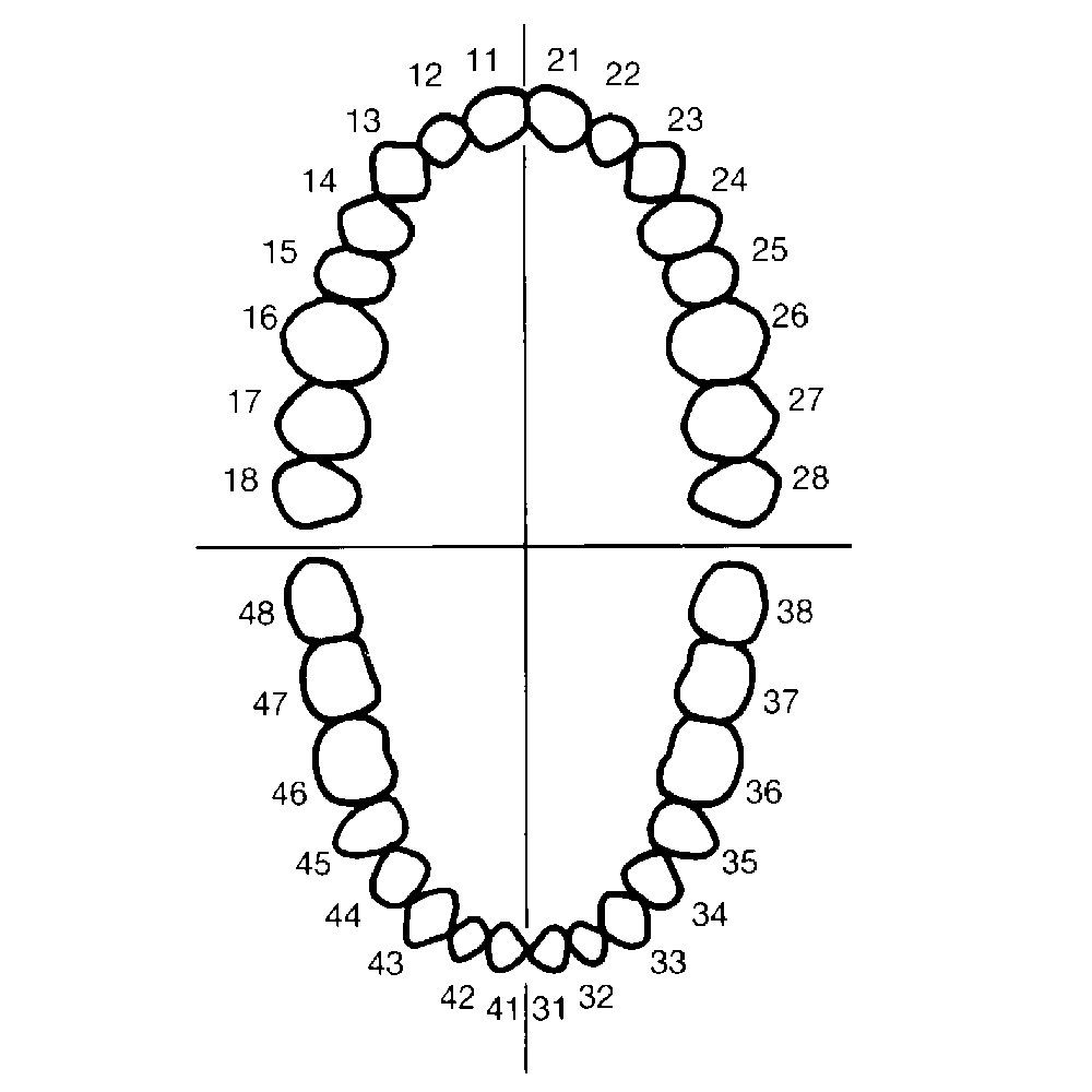 Зубная карта. Зубная формула Виола. Зубная формула нижней челюсти. Зубная формула верхней челюсти. Нумерация зубов верхней челюсти.