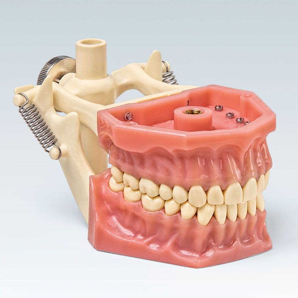 стоматологические модели для практики