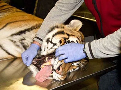 Зуб тигра был вылечен благодаря стоматологу (329) - Стоматология - Новости  и статьи по стоматологии - Профессиональный стоматологический портал (сайт)  «Клуб стоматологов»